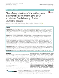 Diversifying Selection of the Anthocyanin Biosynthetic