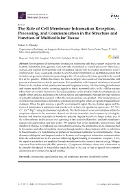 The Role of Cell Membrane Information Reception, Processing, and Communication in the Structure and Function of Multicellular Tissue