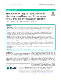 Knockdown of Hspg2 Is Associated with Abnormal Mandibular Joint Formation and Neural Crest Cell Dysfunction in Zebrafish Barbara S