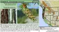 Pseudotsuga Menziesii) Pinaceae Three-Lobed Bracts Extend Past Scales, Cones Are Common on Tree and Ground Year-Round