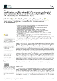 Identification and Biotyping of Pythium Insidiosum Isolated From