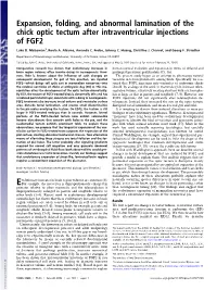 Expansion, Folding, and Abnormal Lamination of the Chick Optic Tectum After Intraventricular Injections of FGF2