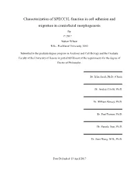 Characterization of SPECC1L Function in Cell Adhesion and Migration in Craniofacial Morphogenesis by © 2017 Nathan Wilson B.Sc., Rockhurst University, 2010