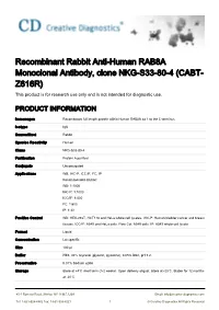 Recombinant Rabbit Anti-Human RAB8A Monoclonal Antibody, Clone NKG-S33-80-4 (CABT- Z616R) This Product Is for Research Use Only and Is Not Intended for Diagnostic Use
