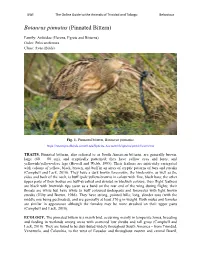 Botaurus Pinnatus (Pinnated Bittern)