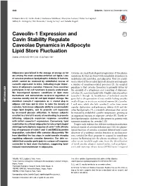 Caveolin-1 Expression and Cavin Stability Regulate Caveolae Dynamics in Adipocyte Lipid Store Fluctuation