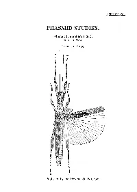 Phasmid Studies