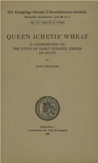 Queen Ichetis' Wheat