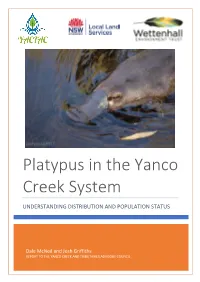 Platypus in the Yanco Creek System