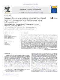 Experimental-Crosses.Pdf