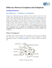 Difference Between Ectoplasm and Endoplasm Key Difference – Ectoplasm Vs Endoplasm