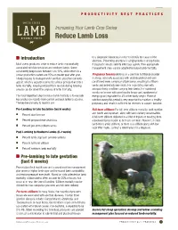 Reduce Lamb Loss PRODUCTIVITY BEST PRACTICES