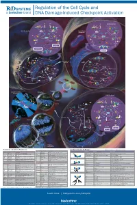 Regulation of the Cell Cycle and DNA Damage-Induced Checkpoint Activation