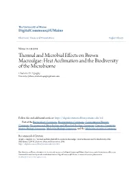 Thermal and Microbial Effects on Brown Macroalgae: Heat