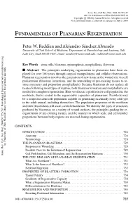 Fundamentals of Planarian Regeneration