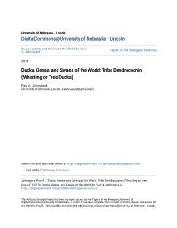 Ducks, Geese, and Swans of the World: Tribe Dendrocygnini (Whistling Or Tree Ducks)