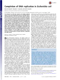 Completion of DNA Replication in Escherichia Coli