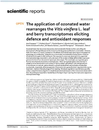 The Application of Ozonated Water Rearranges the Vitis Vinifera L. Leaf and Berry Transcriptomes Eliciting Defence and Antioxida