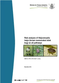 PRA of Halyomorpha Halys.Pdf