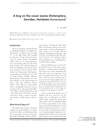 A Bug on the Ocean Waves (Heteroptera, Gerridae, Halobates ESCHSCHOLTZ)1