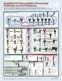 N-Glycosylation Processing Pathways Across Kingdoms Cheng-Yu Chung, Natalia I