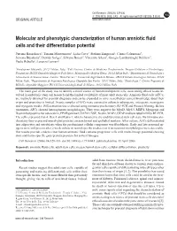 Molecular and Phenotypic Characterization of Human Amniotic Fluid Cells and Their Differentiation Potential