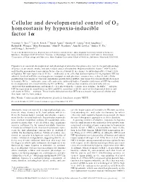 Cellular and Developmental Control of O2 Homeostasis by Hypoxia-Inducible Factor 1␣