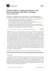 Combined Effect of Light and Nutrients on the Micromorphology of The