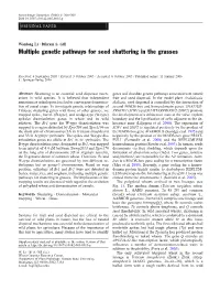 Multiple Genetic Pathways for Seed Shattering in the Grasses