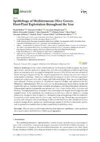 Spittlebugs of Mediterranean Olive Groves: Host-Plant Exploitation Throughout the Year