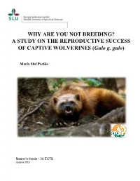 A STUDY on the REPRODUCTIVE SUCCESS of CAPTIVE WOLVERINES (Gulo G