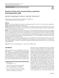 Branches of Ulnar Artery in Human Fetuses: Anatomical and Morphometric Study