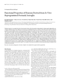 Functional Properties of Neurons Derived from in Vitro Reprogrammed Postnatal Astroglia