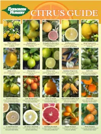 Citrus Guide