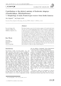 Contributions to the Skeletal Anatomy of Freshwater Stingrays (Chondrichthyes, Myliobatiformes): 1