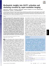 Mechanistic Insights Into GLUT1 Activation and Clustering Revealed by Super-Resolution Imaging