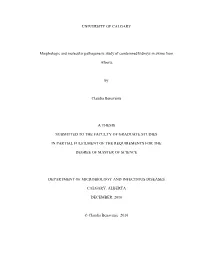 Morphologic and Molecular Pathogenesis Study of Condemned Kidneys in Swine From
