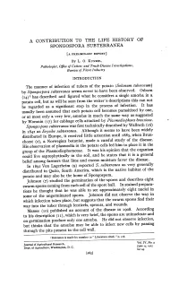 A Contribution to the Life History of Spongospora Subterránea