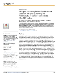 Biological Phosphorylation of an Unnatural Base Pair (UBP) Using a Drosophila Melanogaster Deoxynucleoside Kinase (Dmdnk) Mutant