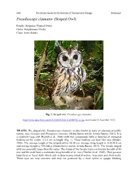 Pseudoscops Clamator (Striped Owl)