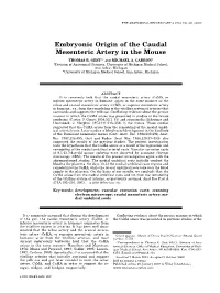 Embryonic Origin of the Caudal Mesenteric Artery in the Mouse