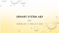 Urinary System A&P