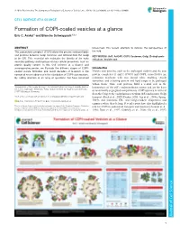 Formation of COPI-Coated Vesicles at a Glance Eric C