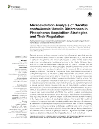 Microevolution Analysis of Bacillus Coahuilensis Unveils Differences in Phosphorus Acquisition Strategies and Their Regulation