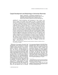 Carpal Development and Morphology in Archontan Mammals