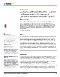 Clarification of the Identity of the Tea Green Leafhopper Based on Morphological Comparison Between Chinese and Japanese Specimens