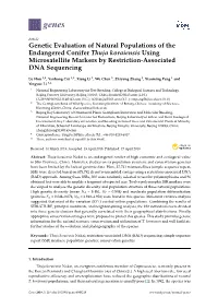 Genetic Evaluation of Natural Populations of the Endangered Conifer Thuja Koraiensis Using Microsatellite Markers by Restriction-Associated DNA Sequencing