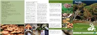 Key Features for the Identification of the Fungi in This Guide