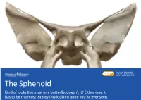 The Sphenoid Kind of Looks Like a Bat Or a Butterfly, Doesn’T It? Either Way, It Has to Be the Most Interesting-Looking Bone You’Ve Ever Seen