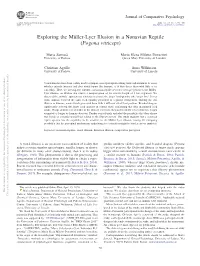 Exploring the Müller-Lyer Illusion in a Nonavian Reptile (Pogona Vitticeps)